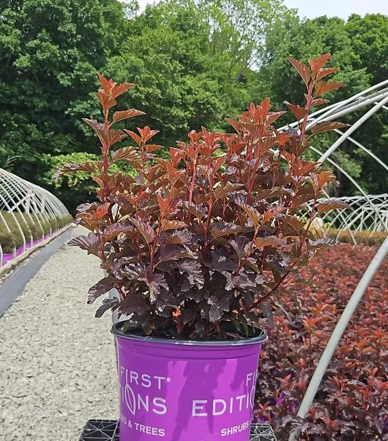 How To Plant One This Fall