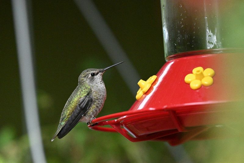 How To Protect Hummingbirds At Your Feeder How To Protect Hummingbirds At Your Feeder
