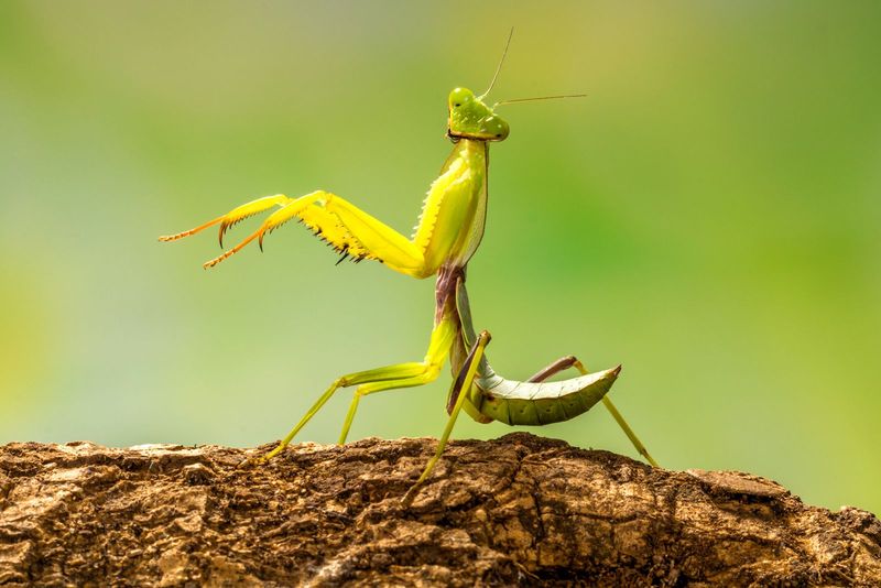 How To Recognize A Chinese Mantis How To Recognize A Chinese Mantis