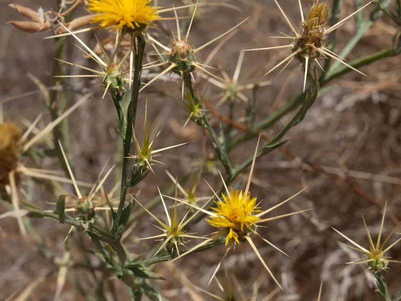 How To Recognize Yellow Star-Thistle