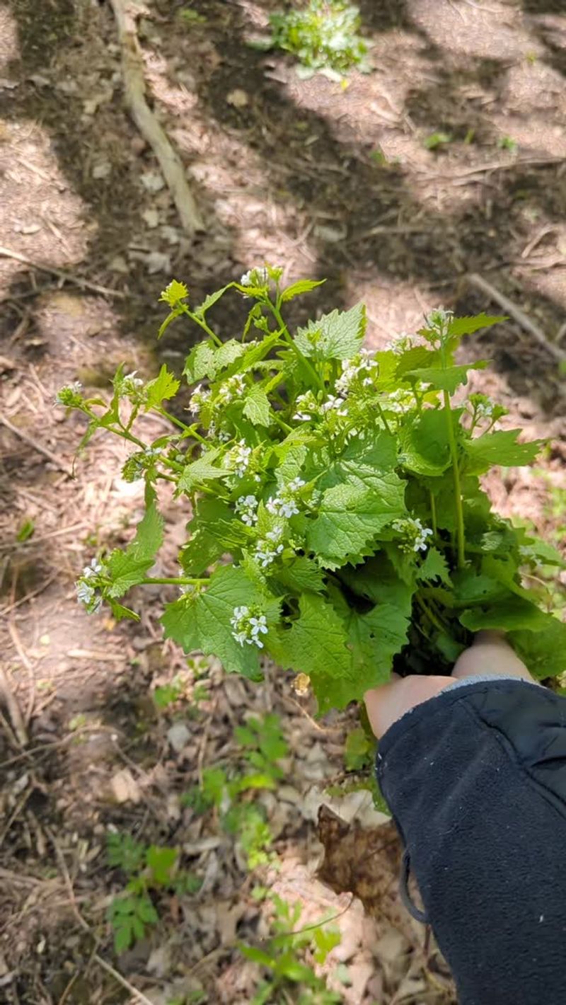 How To Remove Garlic Mustard Without Spreading It