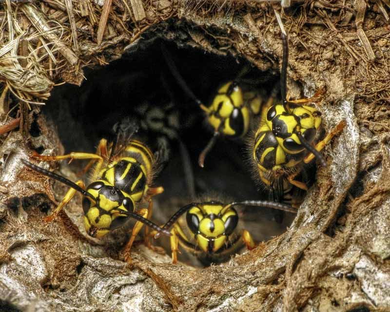 How To Spot Common Yellow Jacket Nesting Areas How To Spot Common Yellow Jacket Nesting Areas