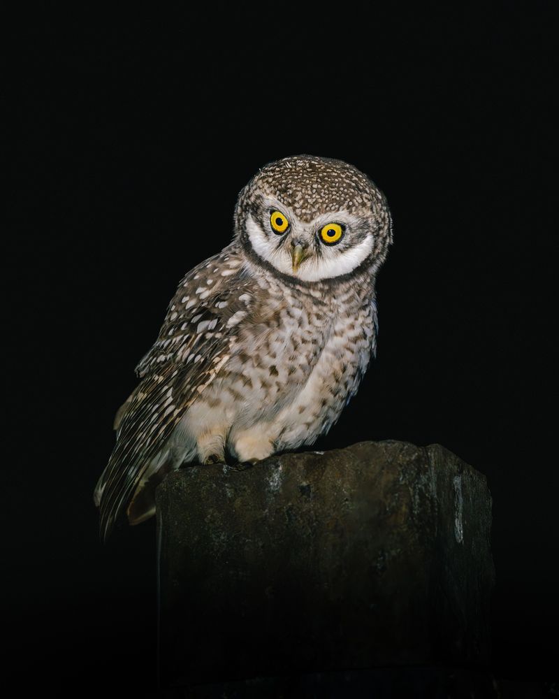 How To Tell A Barred Owl From Other Nighttime Visitors How To Tell A Barred Owl From Other Nighttime Visitors