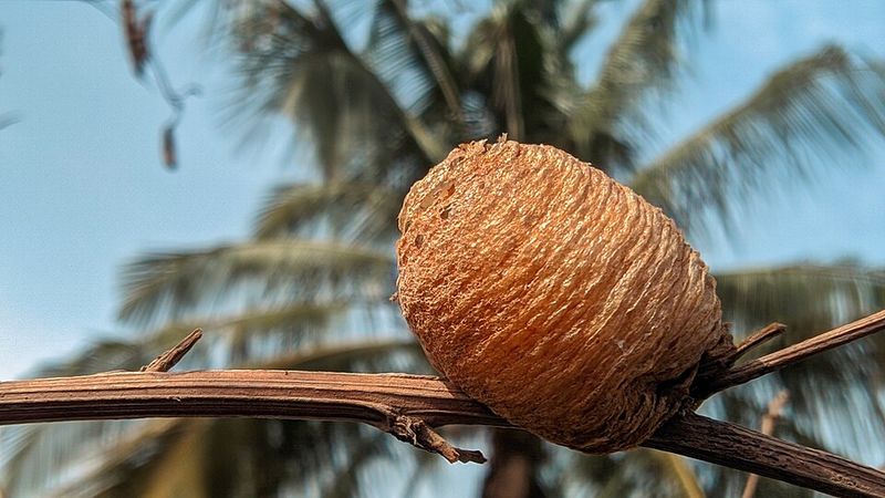 How To Tell An Egg Case From Something Else How To Tell An Egg Case From Something Else