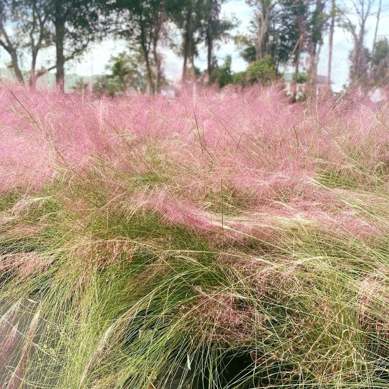 How To Use Muhly Grass In Texas Landscapes How To Use Muhly Grass In Texas Landscapes