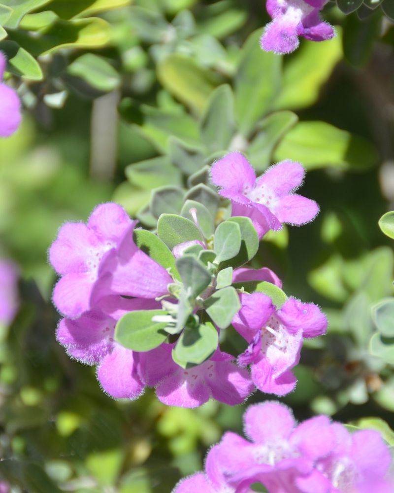 How To Use Texas Sage Instead Of Annual Beds