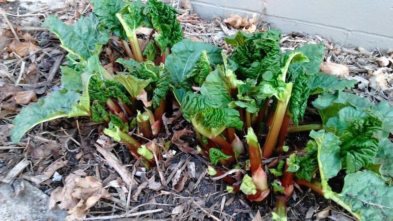 How To Water Rhubarb Correctly How To Water Rhubarb Correctly