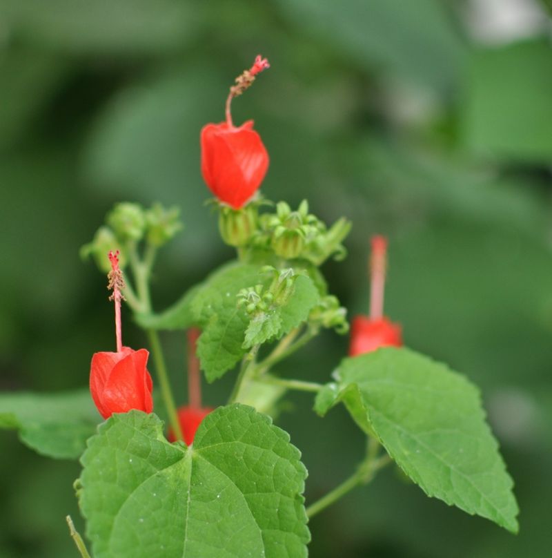 How Turk's Cap Handles Texas Heat And Drought How Turk's Cap Handles Texas Heat And Drought
