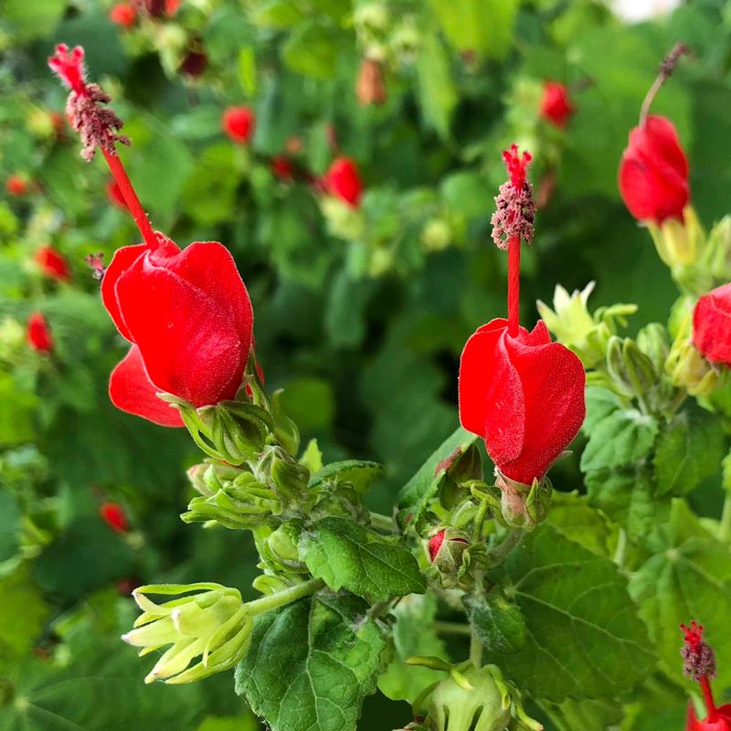 How Turk's Cap Handles Texas Heat How Turk's Cap Handles Texas Heat