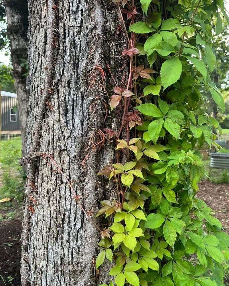 How Virginia Creeper Supports Pennsylvania Wildlife How Virginia Creeper Supports Pennsylvania Wildlife