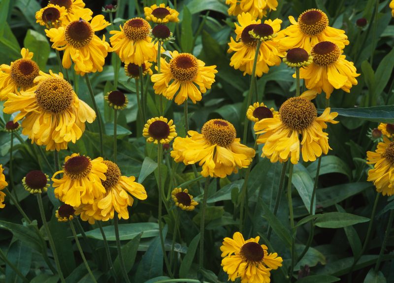 How Virginia Sneezeweed Nearly Disappeared