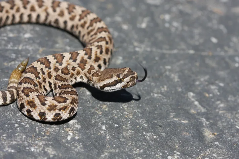 How Warm California Weather Keeps Rattlesnakes Moving How Warm California Weather Keeps Rattlesnakes Moving