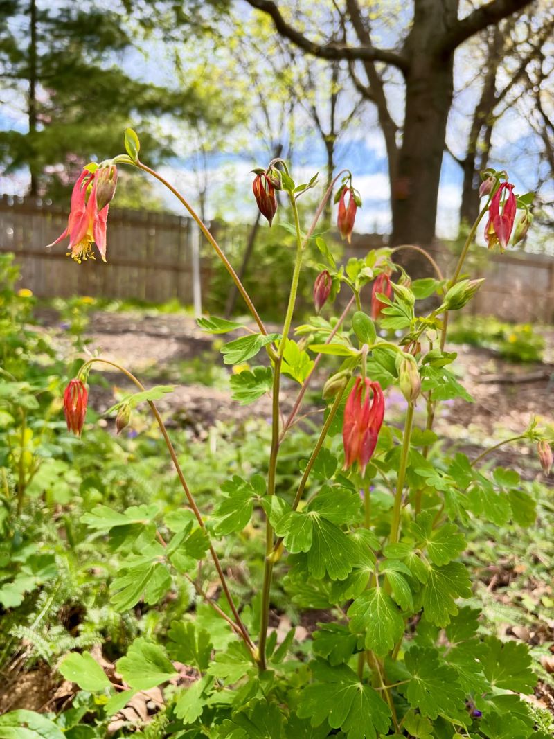 How Wild Columbine Changes Through The Seasons