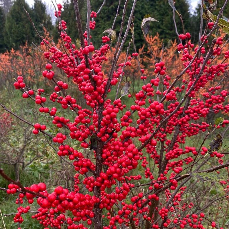 How Winterberry Supports A Native Landscape