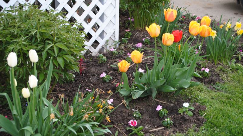 How Wisconsin Gardeners Should Plant Tulip Bulbs