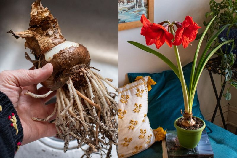 How Wisconsin Light, Water, and Fertilizer Rebuild the Bulb