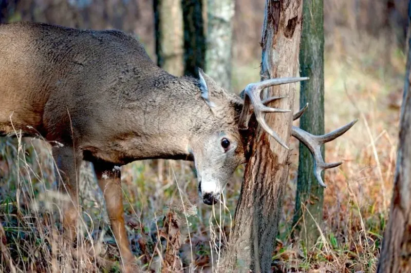 How Wisconsin buck rubbing can damage a trunk