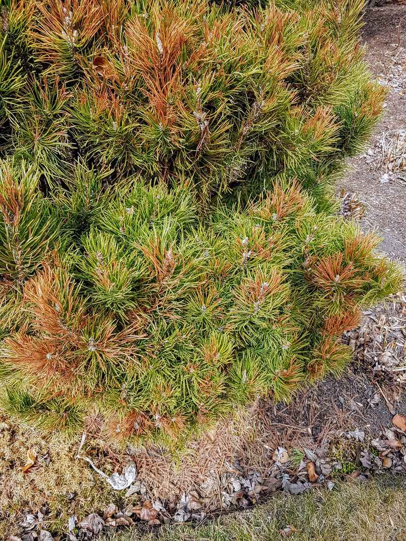 How Wisconsin winter desiccation damages exposed foliage