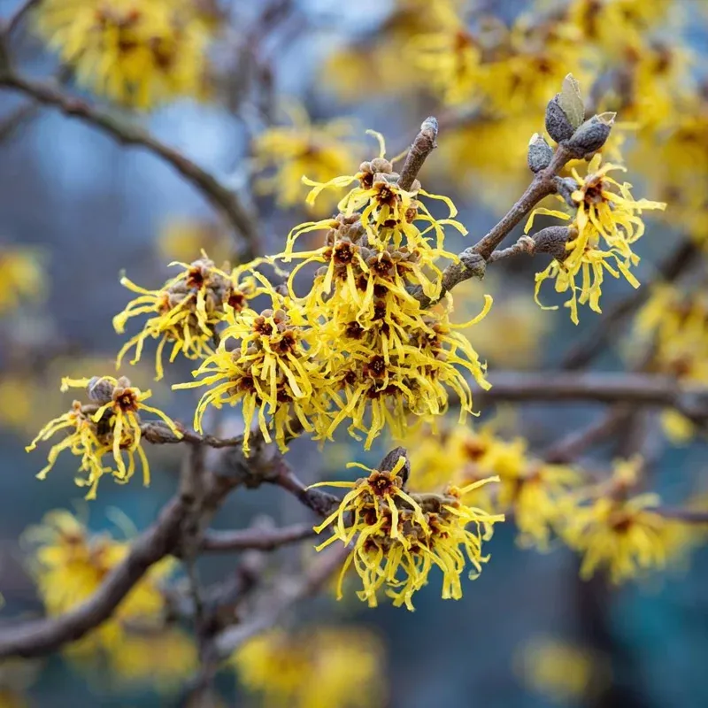 How Witch Hazel Supports Pennsylvania Wildlife