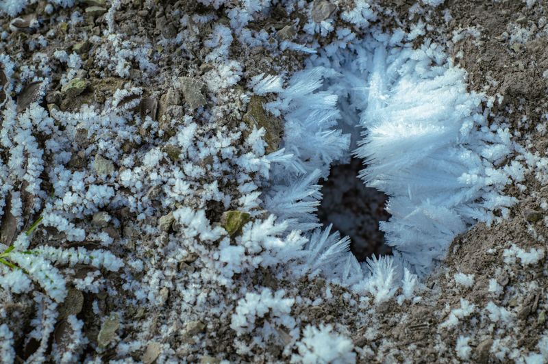 How Woolly Bears Survive A Frozen Winter How Woolly Bears Survive A Frozen Winter