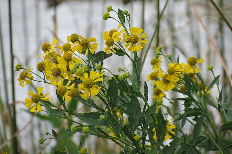 How You Can Help Virginia Sneezeweed Thrive