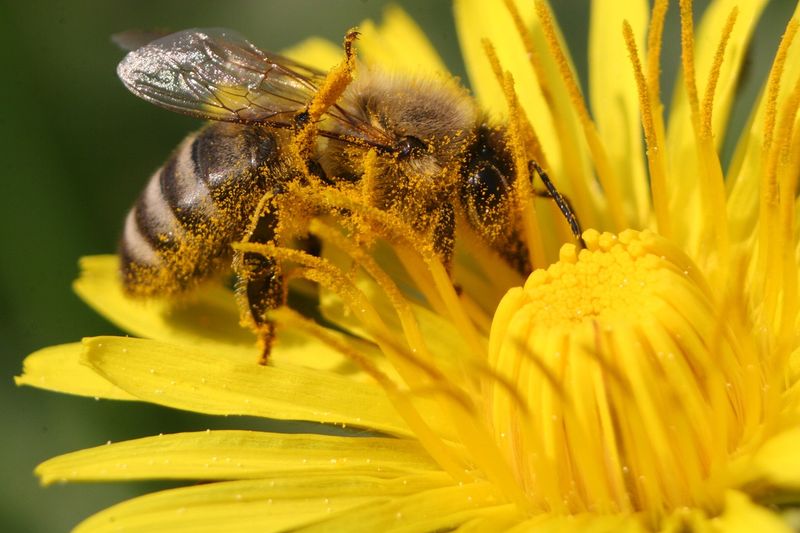 How dandelion can help bees during a floral gap