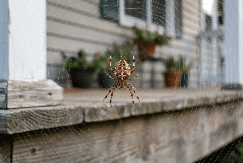 How much risk does an orb weaver pose?