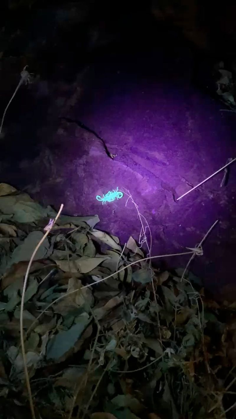 How to Check for Scorpions After Dark How to Check for Scorpions After Dark