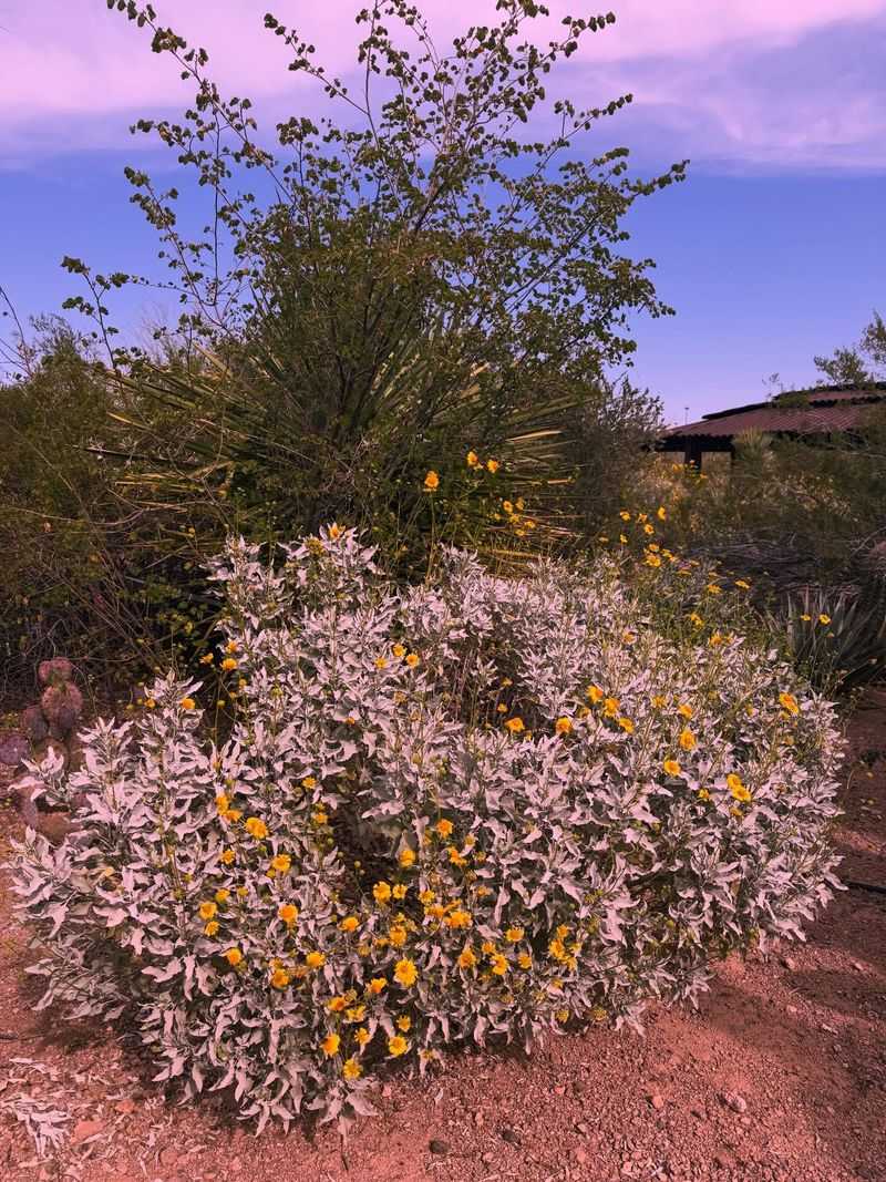 How to Recognize Brittlebush in Low-Desert Arizona