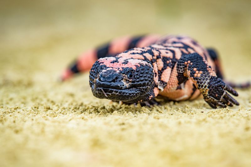 How to Respond to a Gila Monster in an Arizona Yard How to Respond to a Gila Monster in an Arizona Yard