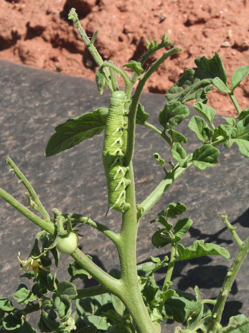 How to find a hornworm before it strips the tomato How to find a hornworm before it strips the tomato