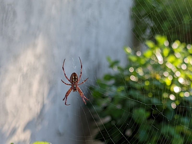 How to handle a spider or web without handling the spider