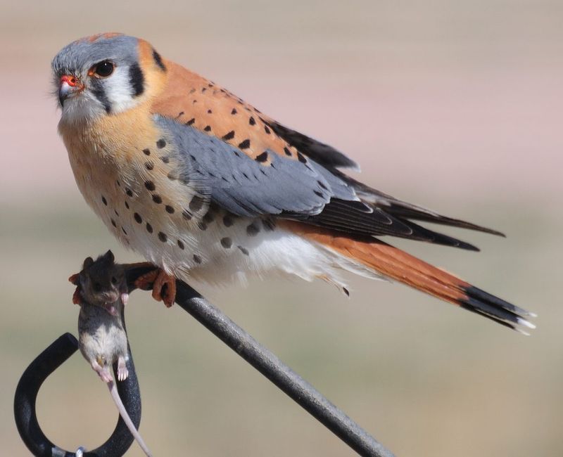 How to recognize an American Kestrel in an Arizona yard