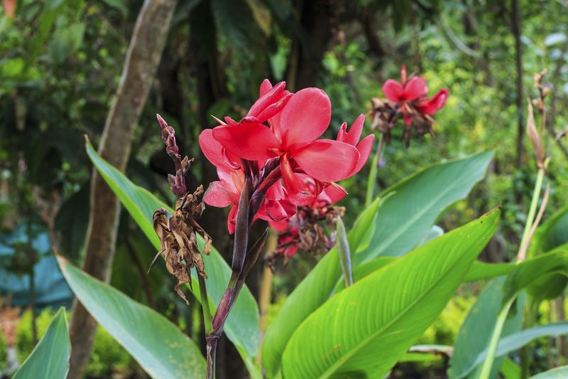How to remove spent blooms without losing the next one