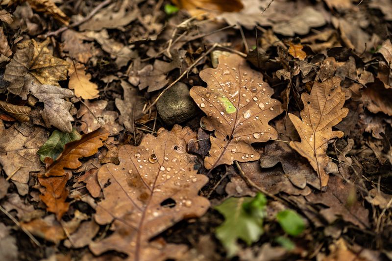 Humid Air And Damp Leaf Litter Hold The Moisture They Need