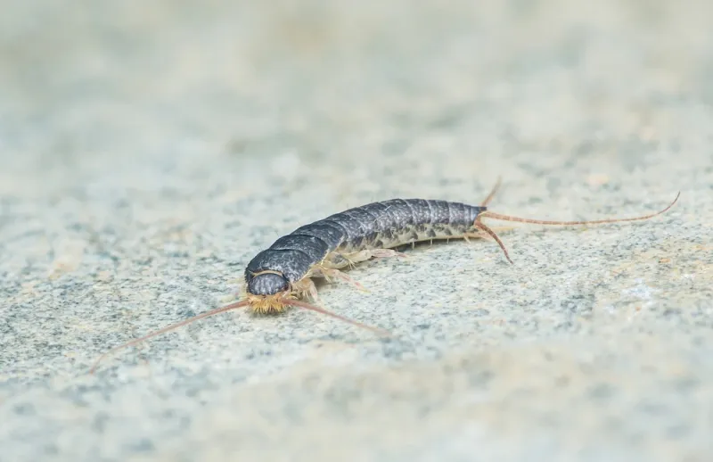 Humid Bathrooms And Basements Attract Them