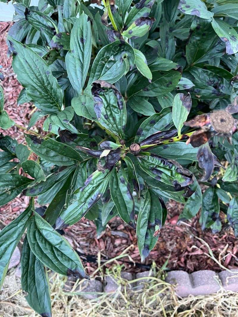 Humid Coastal Air Invites Fungal Issues