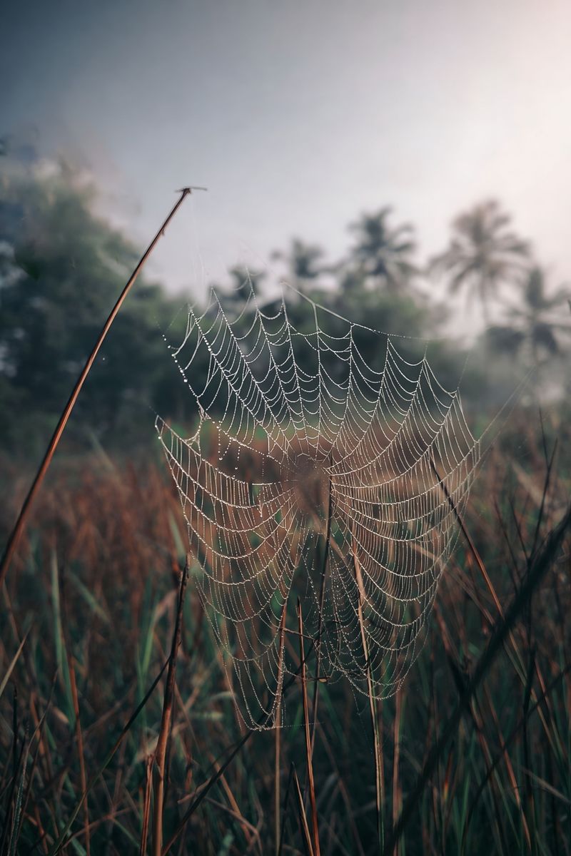 Humid Summers Keep Silk Stretchy And Strong