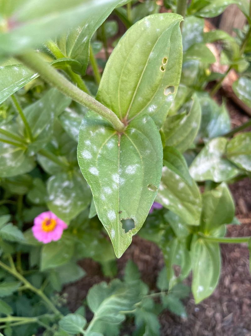 Humidity Creates Perfect Mildew Conditions