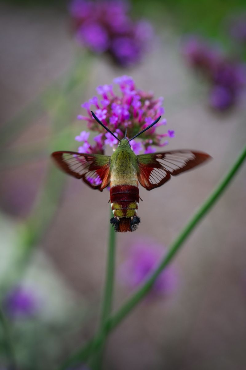 Hummingbird Clearwing, The Olive-And-Wine Charmer Hummingbird Clearwing, The Olive-And-Wine Charmer