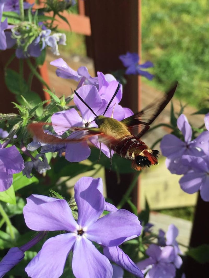 Hummingbird Moths Feed As The Day Cools