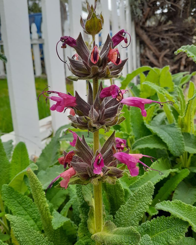 Hummingbird Sage Draws Steady Visitors