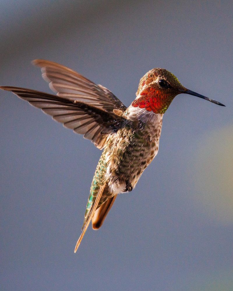 Hummingbirds Arrive Right On Cue