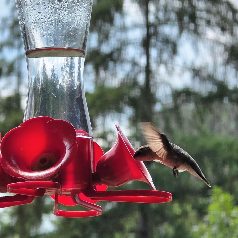Hummingbirds Can Become Very Protective Of Reliable Food Sources