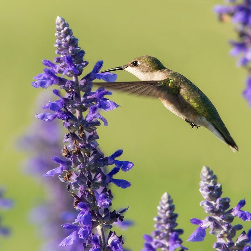 Hummingbirds Can't Resist Those Blooms Hummingbirds Can't Resist Those Blooms
