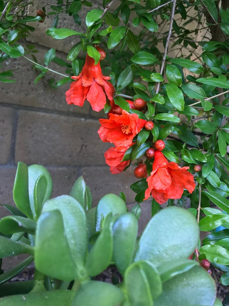 Hummingbirds Flock To Its Summer Blooms Hummingbirds Flock To Its Summer Blooms