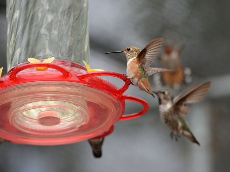 Hummingbirds Gathering Around Feeders Hummingbirds Gathering Around Feeders