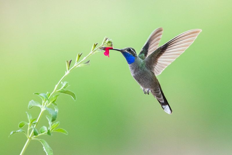 Hummingbirds are the potential window-side payoff