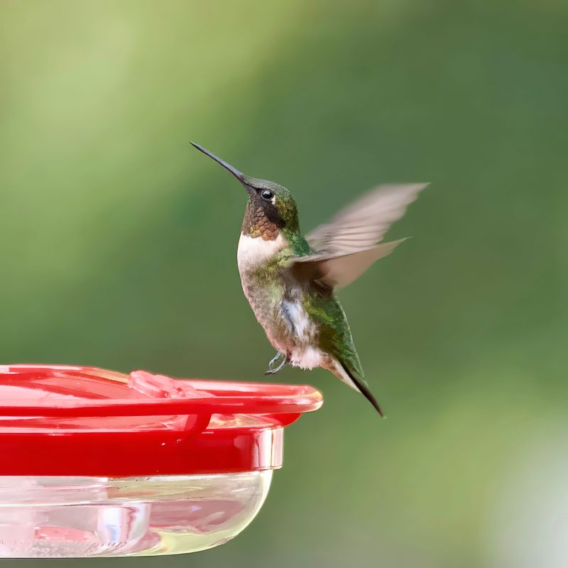 Hungry Birds Are Packing On Fat