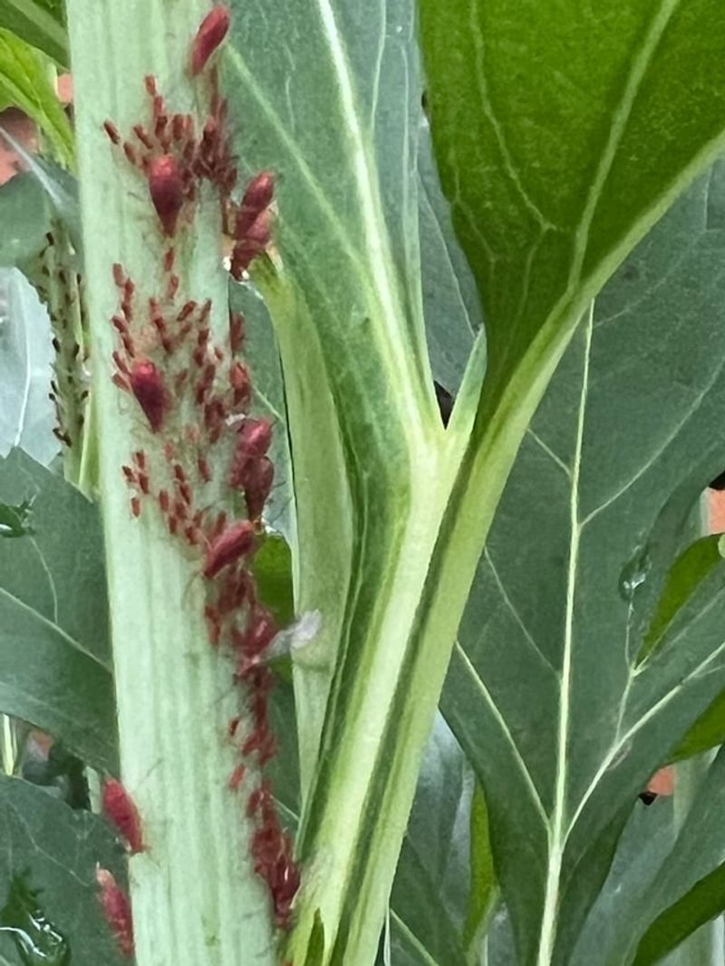 Hungry Pests Feeding On The Buds